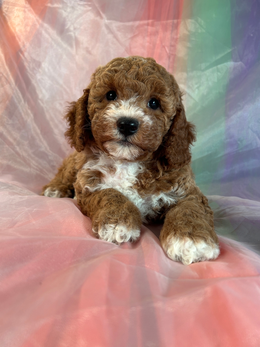 Red Female Cockapoo Puppy for Sale in Iowa $1200 DOB 6-21-2023